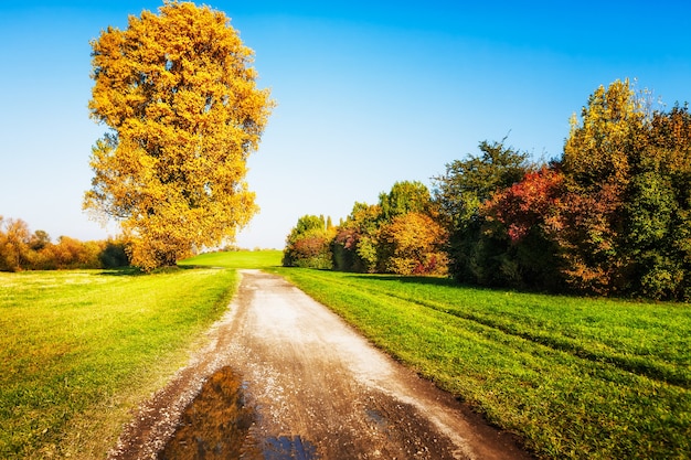 Velha tília com folhas de ouro, caminho e gramado. Paisagem de outono. Beleza na natureza