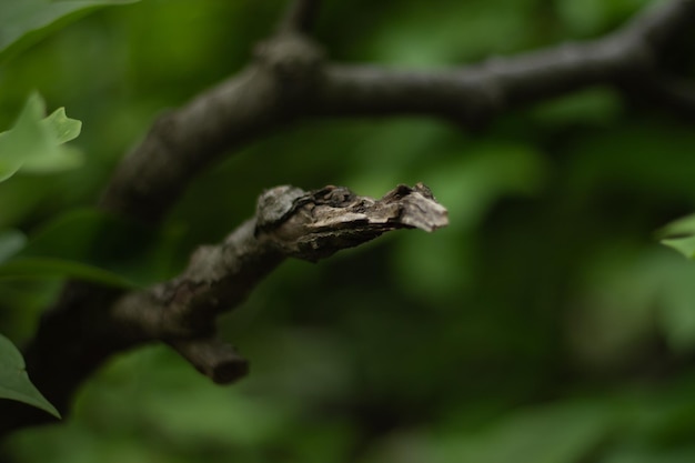 Foto velhas árvores na floresta