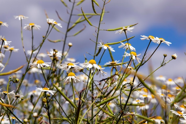 Velhas flores de camomila desbotadas no verão ou na primavera