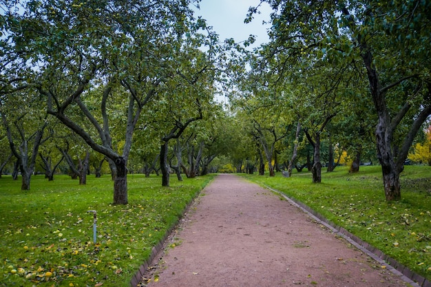 Velhas macieiras tortas, pomar no parque da cidade de outono.