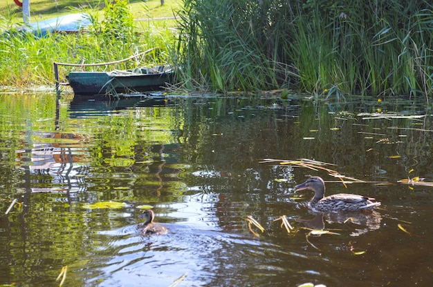 Velho barco quebrado em ruínas e gasto de madeira para nadar nas margens do rio lago mar na grama e juncos na natureza e patos selvagens e pássaros navegando