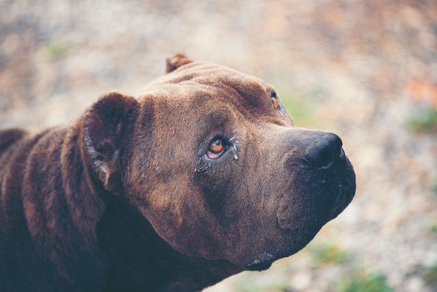 velho buldogue francês preto