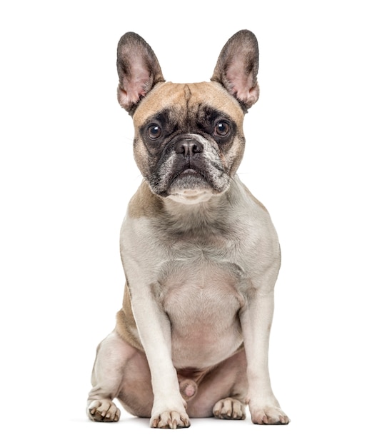 Velho buldogue francês sentado, isolado no branco