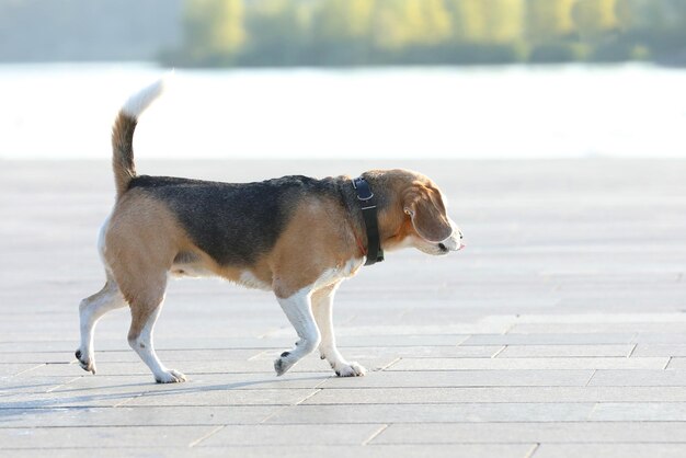 Velho cão beagle caminhando no parque no verão