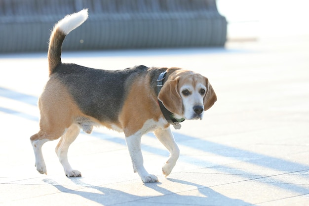Velho cão beagle caminhando no parque no verão