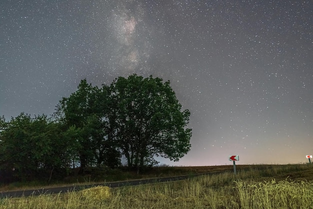 Velho carvalho à noite por estrada