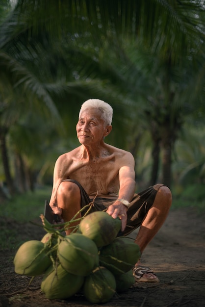 Foto velho, coletando coco na fazenda de coco