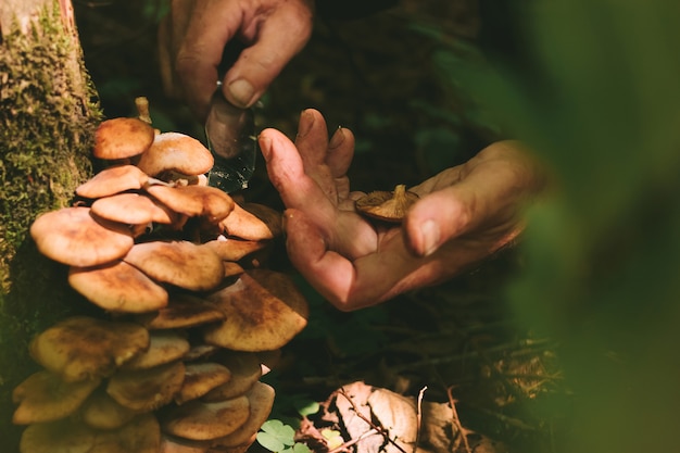 Velho corta uma faca com cogumelos na floresta. Colheita manual de cogumelos