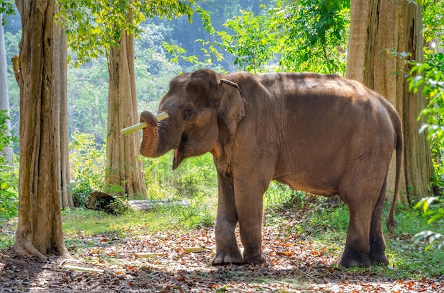 Velho elefante asiático na floresta selvagem de tailândia