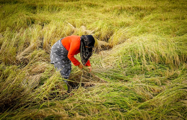 Foto velho fazendeiro trabalhando na plantação de arroz