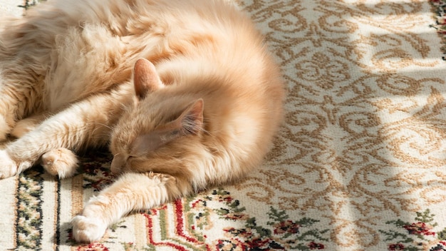 Velho gato ruivo dorme em um tapete ao sol