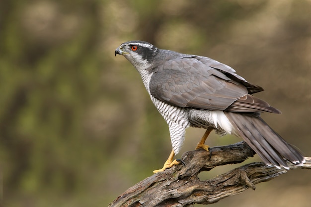 Velho macho de açor, accipiter gentilis