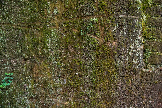 Velho muro de tijolos com musgo verde e fundo abstrato de líquen