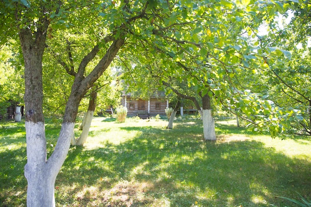 Velho pomar de maçã no verão