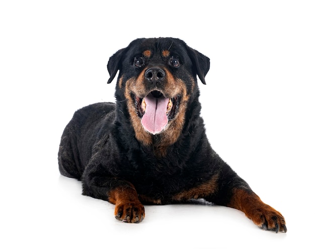 Velho rottweiler em estúdio