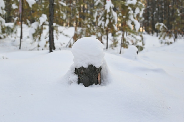 velho toco de árvore na floresta de inverno