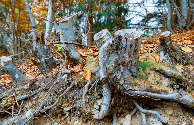 Velho toco de árvore salpicado de folhas caídas na floresta de outono