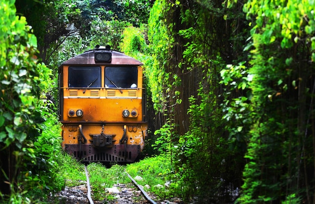 Vello tren en medio de los árboles en el bosque