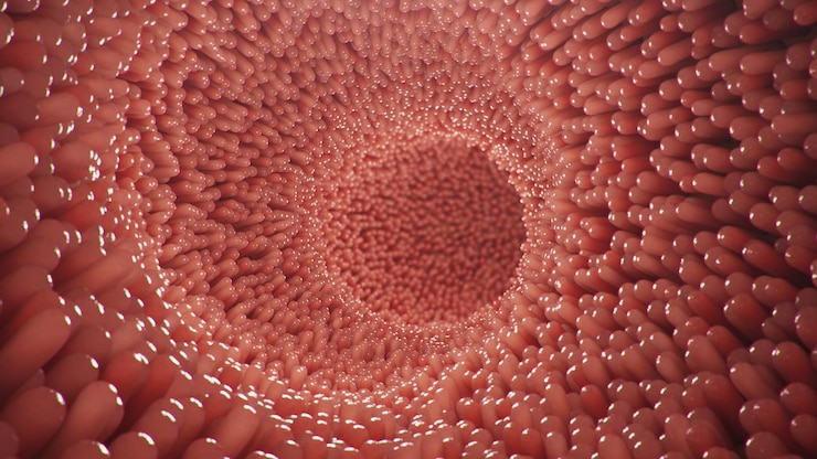 Foto vellosidades intestinales. revestimiento del intestino. vellosidades microscópicas y capilares para la digestión y absorción de los alimentos. intestino humano.
