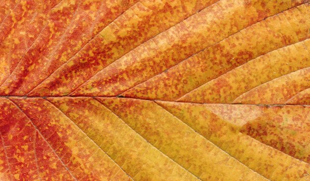 Vena naranja de la hoja de otoño