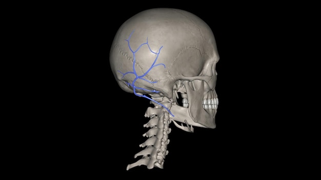 Foto la vena occipital es una vena del cuero cabelludo