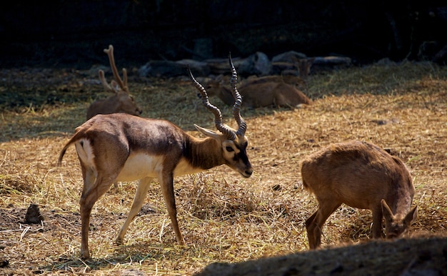 El venado Blackbuck parado frente al lago.