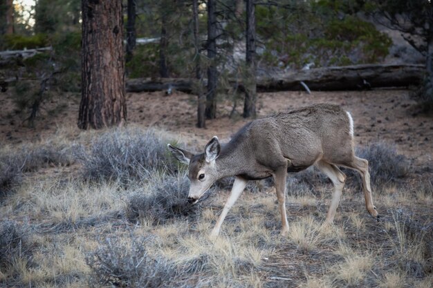 Venado bura hembra joven en el bosque