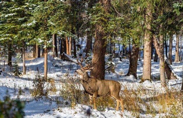 El venado bura salvaje comiendo malezas forrajeando en un bosque nevado en invierno.