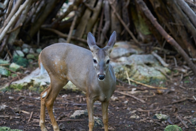 Venado cervos na Riviera Maya México