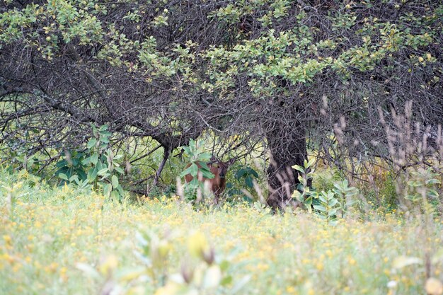 Venado cola blanca cerca de las casas en el campo del condado del estado de nueva york