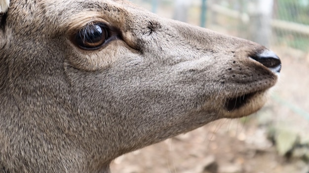 El venado cola blanca retrato de primer plano muy detallado. Con ojo de ciervo. ungulados mamíferos rumiantes. Retrato de ciervo valiente.