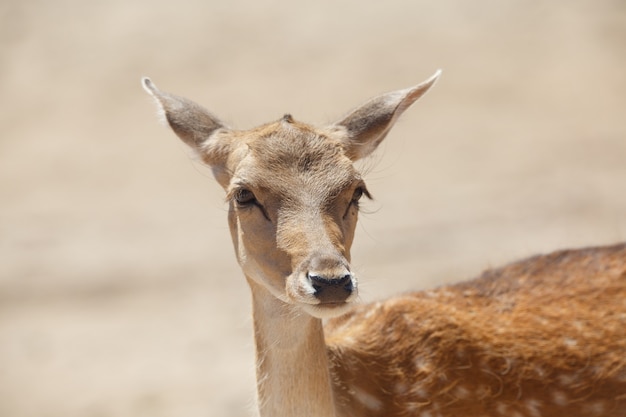 Venado común o cervus elaphus en un área de arena salvaje