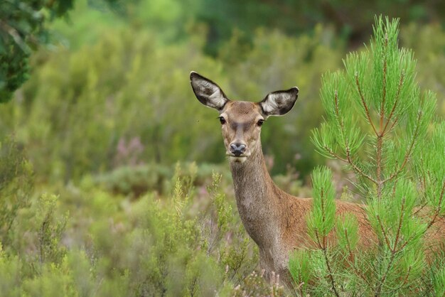 Venado hembra mirando a la cámara