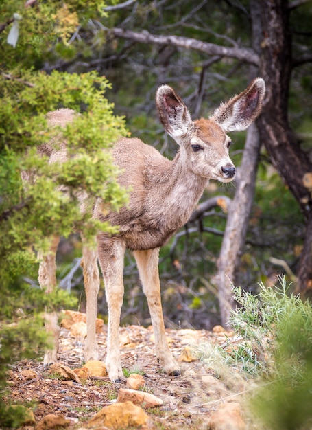 Venado joven