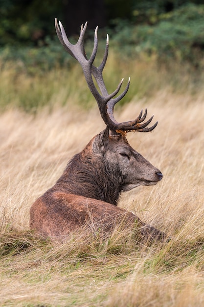 El venado del parque Richmond