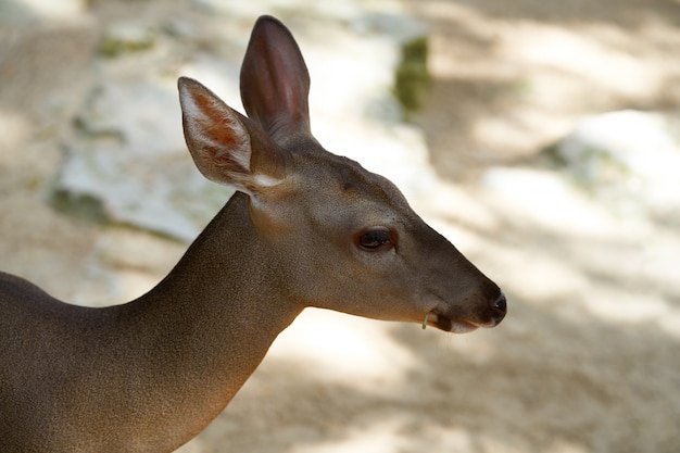 Venado-Rotwild in Riviera Maya Mexico