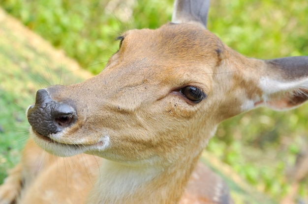 Foto venado sika