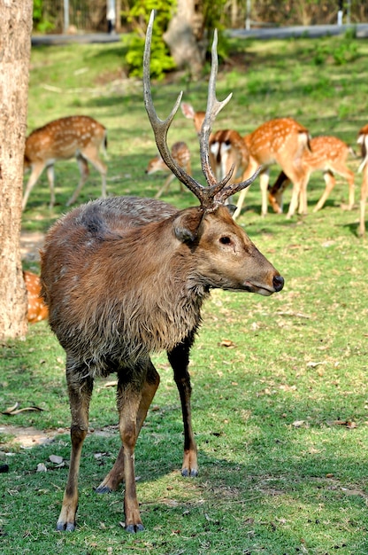 Venado Sika