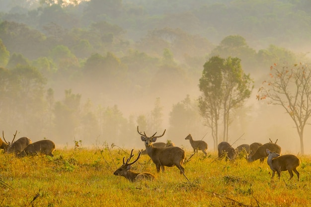 Venados al atardecer familiar en la provincia de Thung Kramang Chaiyaphum, Tailandia