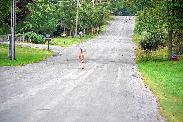 Venados de cola blanca en la carretera cerca de las casas en el campo del condado del estado de nueva york