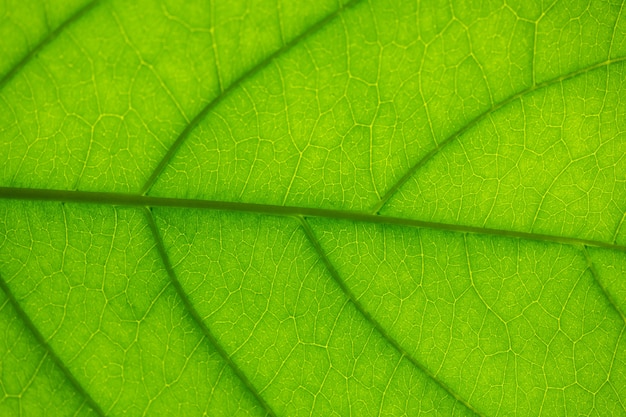 Venas en una hoja contra la luz, textura