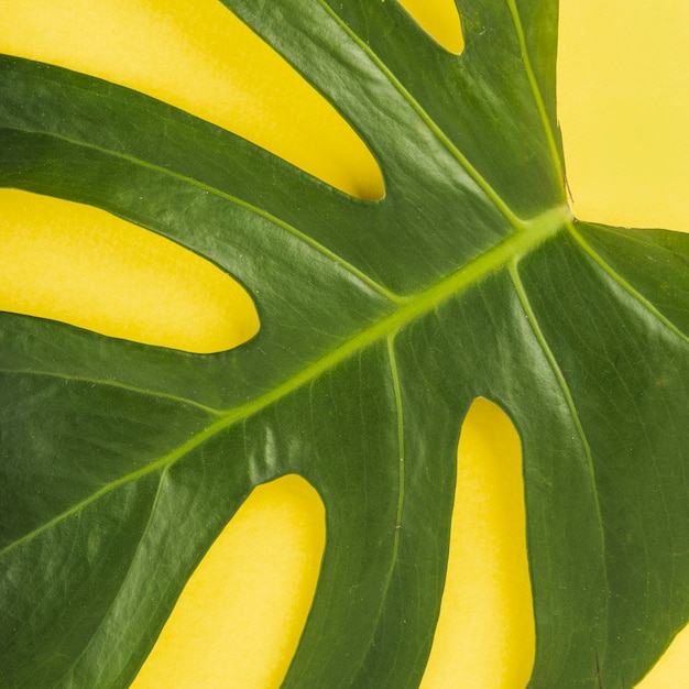 Foto venas en la hoja de monstera