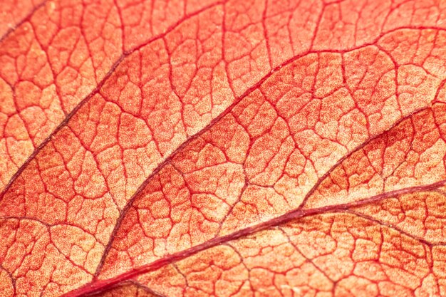 Venas en una hoja roja y amarilla de un árbol