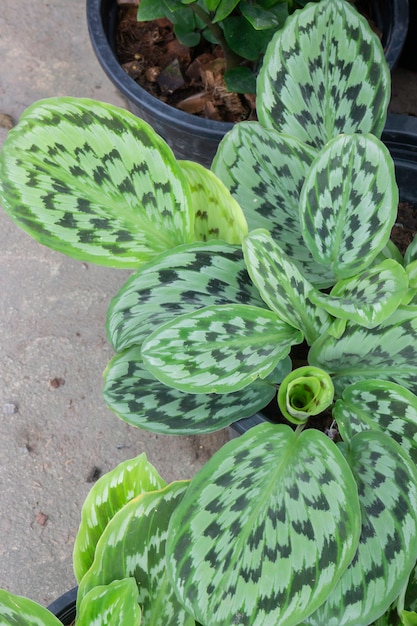 Venda de vasos de plantas tropicais no mercado verde, foto de estoque