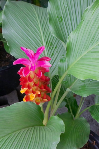 Venda de vasos de plantas tropicais no mercado verde, foto de estoque