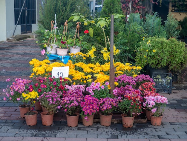 Vendendo flores no mercado Várias flores em vasos Plantas no balcão Artigos para o jardim