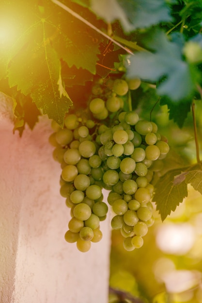 Vendimia de uvas verdes y azules. campos viñedos maduran uvas para vino