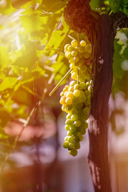 Vendimia de uvas verdes y azules. campos viñedos maduran uvas para vino