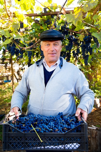 Vendimia en el viñedo Un hombre quita racimos de uvas negras Isabella de una vid