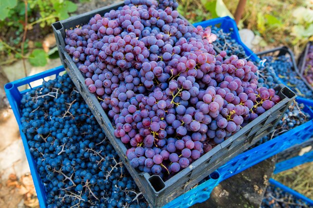 Vendimia en el viñedo. Los racimos tintos y negros de uva Pinot Noir se recogen en cajas y están listos para la producción de vino.